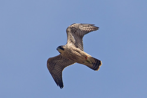 Peregrine Falcon (juvenile)