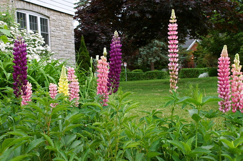 Lupins