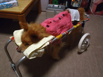 老犬グレースの日々 犬用 手作り車椅子まとめ