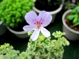 春の花 センテッドゼラニウム 斑入りレモン 花と旅のあるくらし