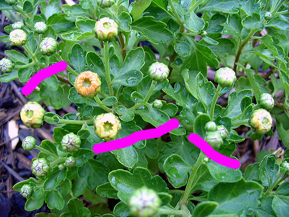 Cut Back Chrysanthemums Now For More Fall Blooms