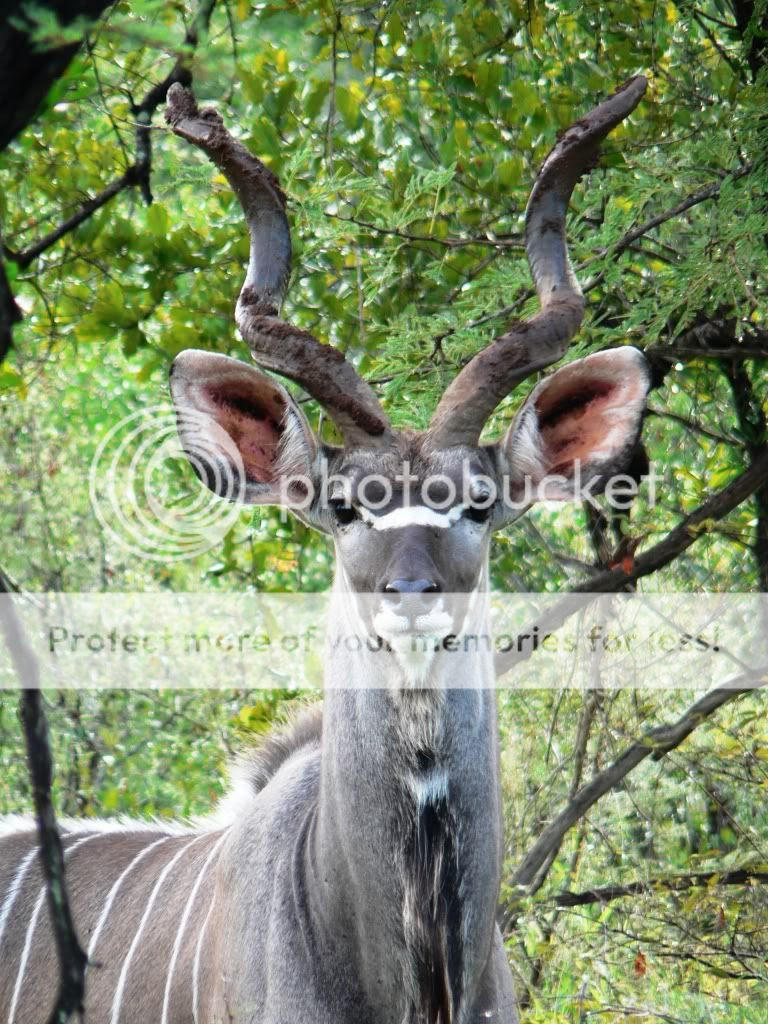 18+ Unique Pets Tzaneen