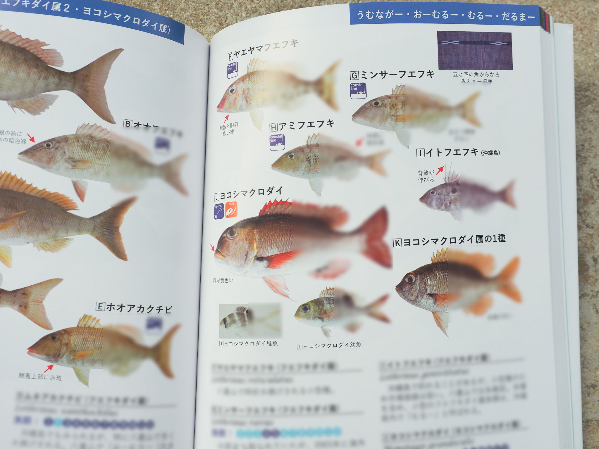 生きた 情報収集の結実ー 沖縄さかな図鑑 下瀬環 著 沖縄タイムス社