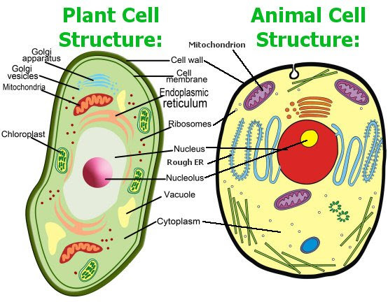 Remix of "Plant and Animal Cell Structure"
