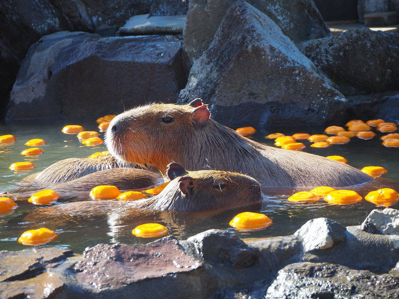 伊豆シャボテン動物公園でほのぼのカピバラ一家の温泉入浴 静岡県 トラベルjp 旅行ガイド