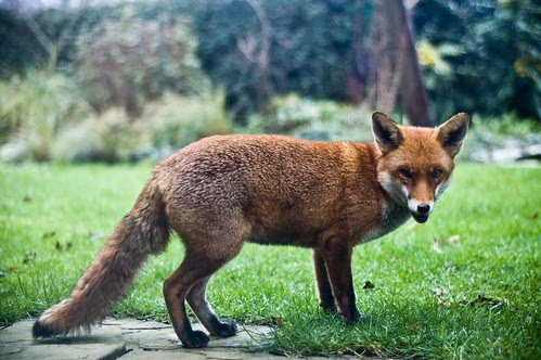 Fox