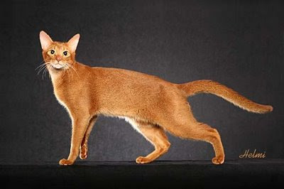 Abyssinian cat