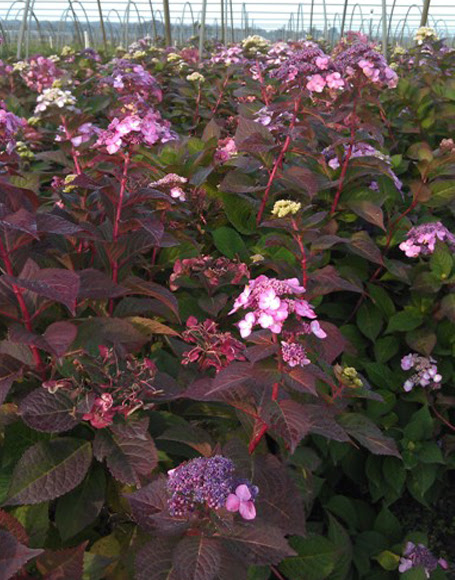 hydrangea macrophylla twist n shout twist n shout bigleaf hydrangea