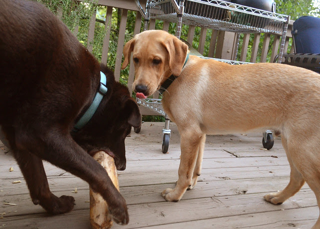 pouncey wants beaver bone