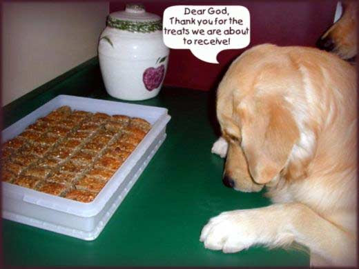 Funny Thank You Quotes. funny thank you quotes