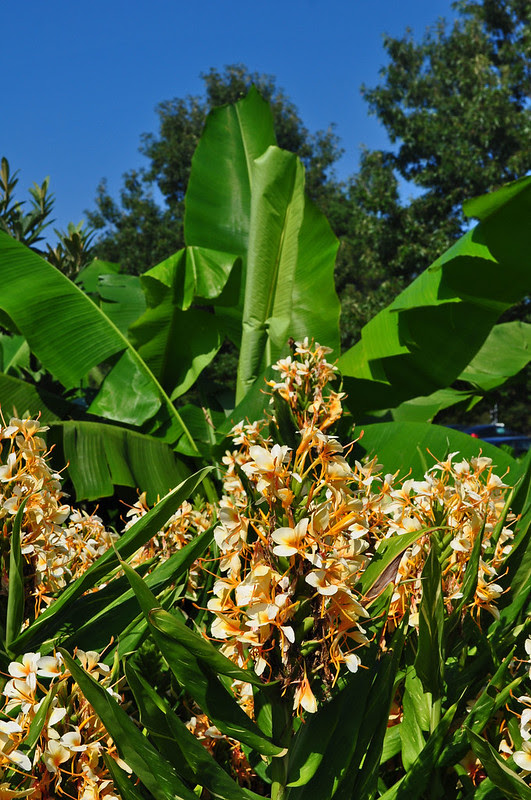 Hedychium