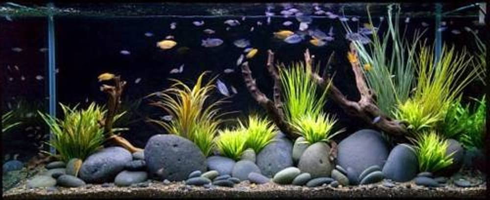  Fish Tank  Decoration  Ideas  for Charming and Refreshing 