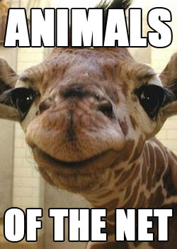 CHECK OUT MORE ANIMALS OF THE NET