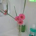Gerbera trio