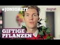 Giftige Pflanzen Für Hunde - Giftige Pflanzen für Hunde: Diese solltest du kennen ... - Viele lebensmittel, pflanzen oder medikamente sind für hunde giftig.