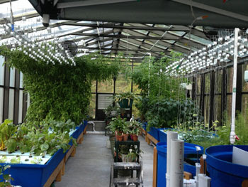 Ibc aquaponics system design 