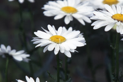 4月13日の誕生花 シャスタデージーの花言葉 純潔 カムとキクタンの大満足時代