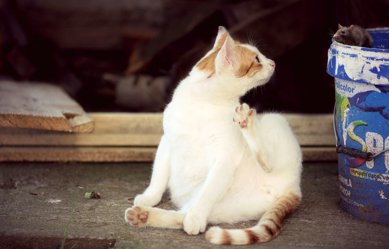 子猫 成猫の性別の見分け方 オスメスは顔つきでも分かるって本当