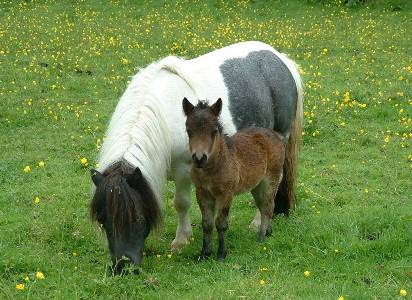 Shetland pony bigger picture