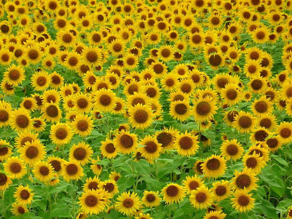 ひまわり畑とひまわりの花 壁紙写真 花の無料壁紙写真 花の無料写真素材 四季の花の写真集