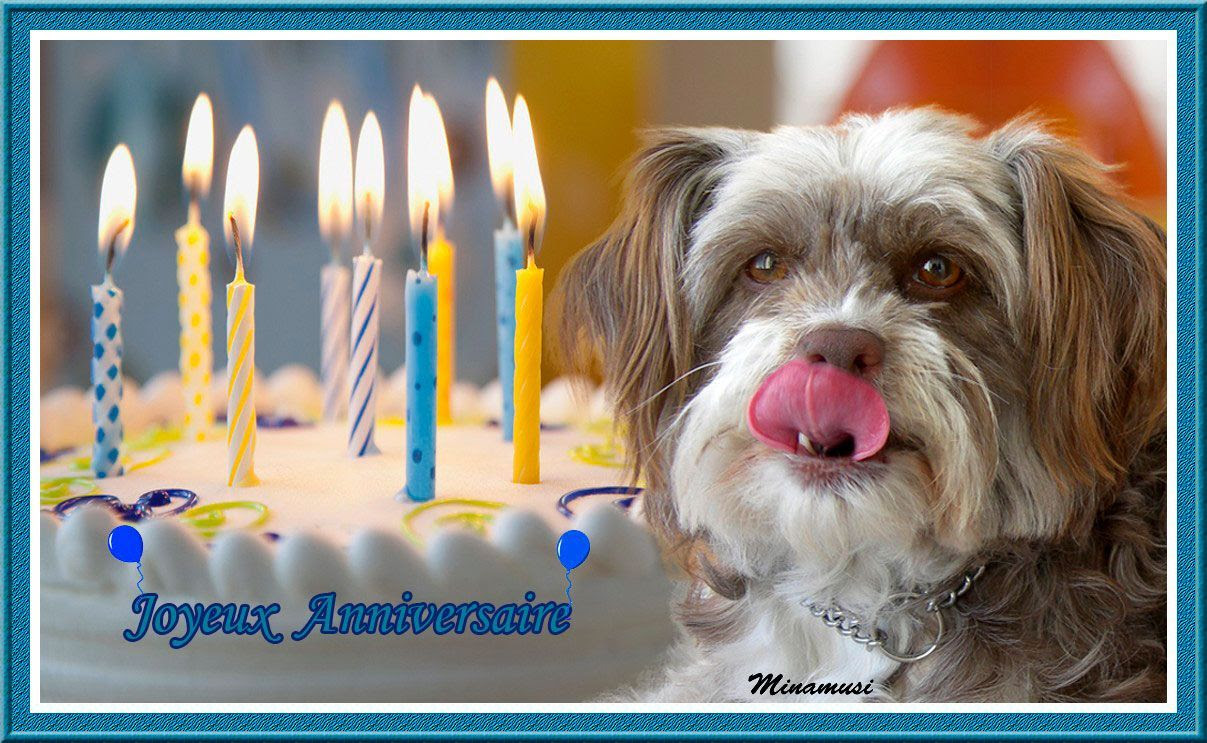 chiens sur fonds anniversaire chiens sur fonds anniversaire
