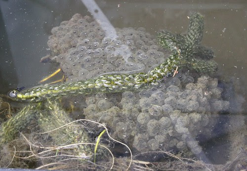 Frog Spawn