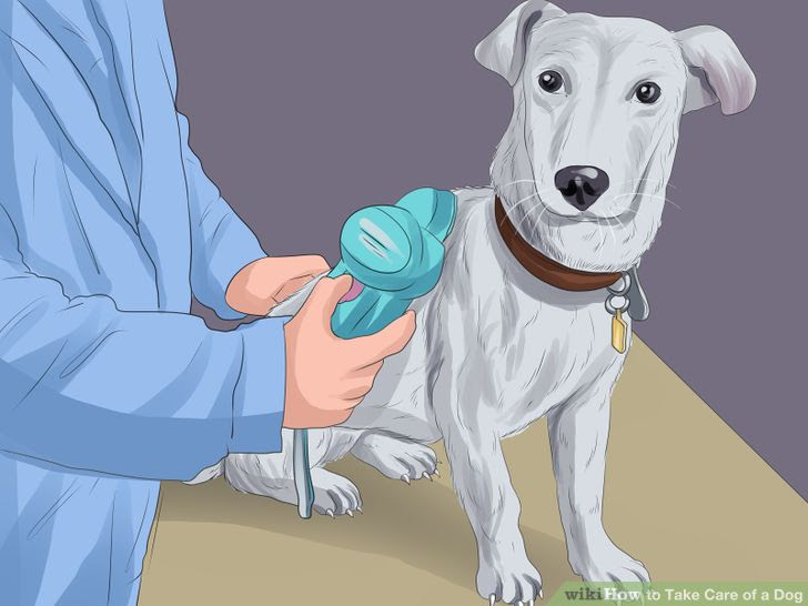 Take Care of a Dog Step 7 Version 3.jpg