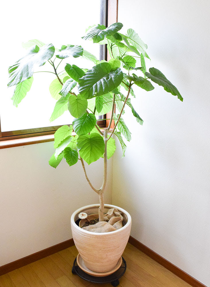 ウンベラータの剪定 仕立て直し 取り木 挿し木 Kobiのシークレットガーデン 観葉植物 多肉植物の育て方