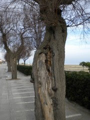Le tamerici sul lungomare Mameli di Senigallia