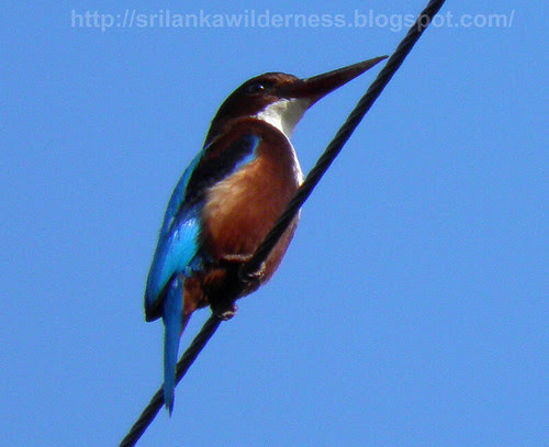 White-throated Kingfisher (Halcyon smyrnensis) 