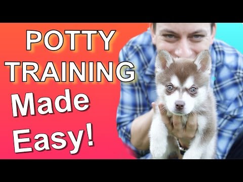 Video Best Pet Supplies Pet Training Aids Pet Training Sprays Solutions For Sale