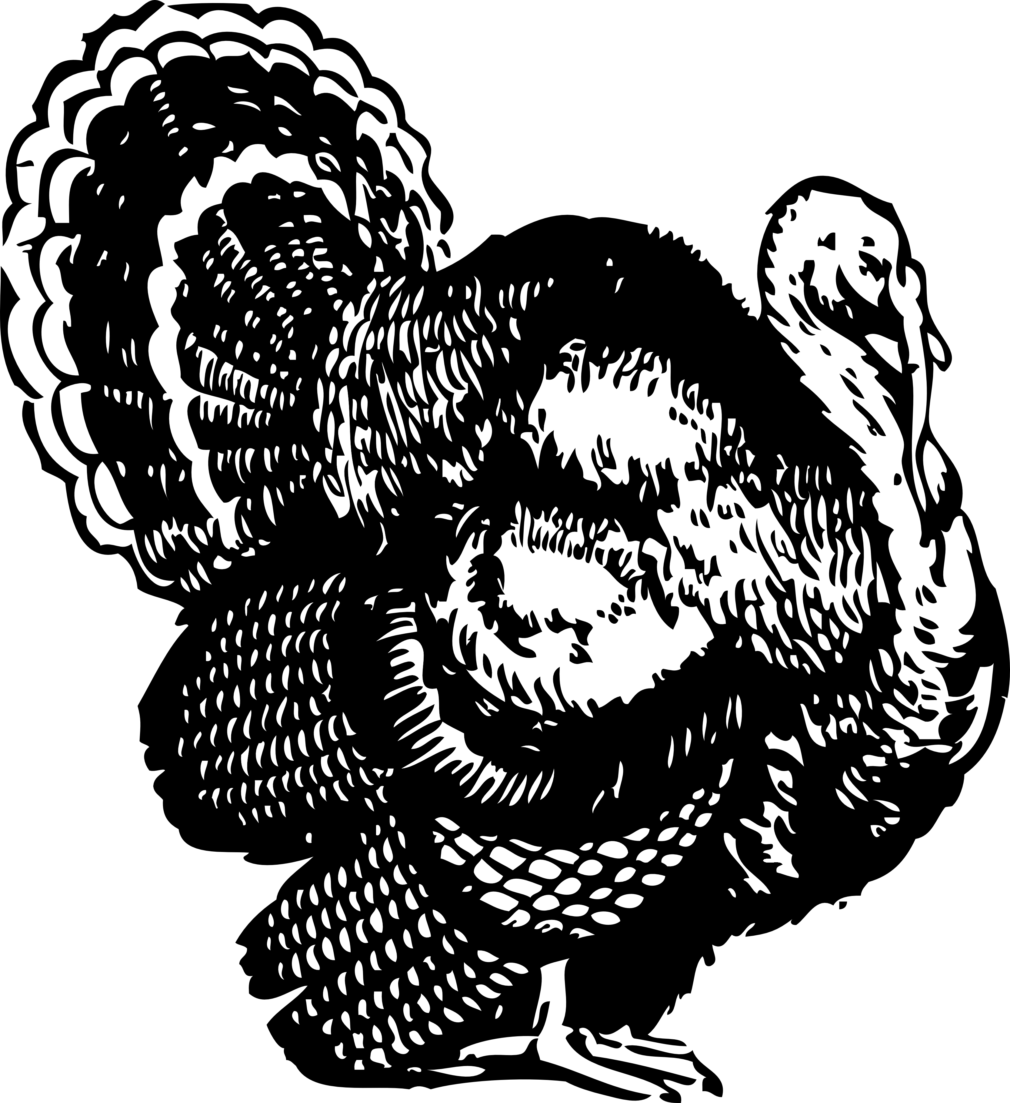 Free Turkey Pictures Free Download Free Clip Art Free Clip Art On Clipart Library