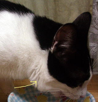 ２００５ ７ １４ 猫風邪が蔓延してしまいました シルバ は鈴に引っかかれた目の傷がまだいえぬうちに猫風邪に感染 目やにと涙がとまりません 抗生剤の内服でｏｋですが やや飲み方がへたなので１５日に抗生剤の注射をしました その後は内服で
