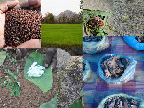 Validated and Potential Medicinal Rice Formulations for Hypertension and/with Diabetes mellitus Type 2 Complications (TH Group-278) from Pankaj Oudhia’s Medicinal Plant Database by Pankaj Oudhia