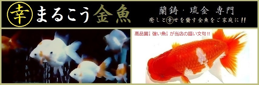 金魚飼育の真髄 金魚飼育完全マニュアル 金魚 伝心伝承 水カビ病 どろかぶり病 白雲病 原因 症状 治療方法 注意点