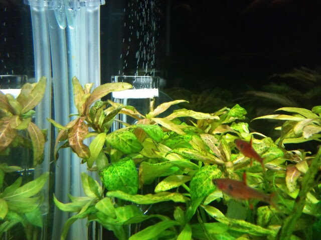 Co2添加とエアレーション 未来へつなぐ