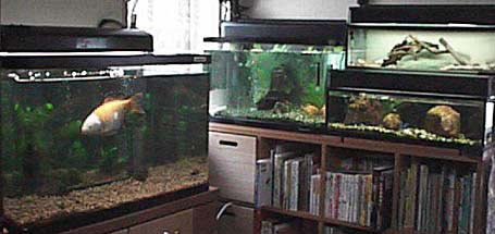 水槽を増設 金魚