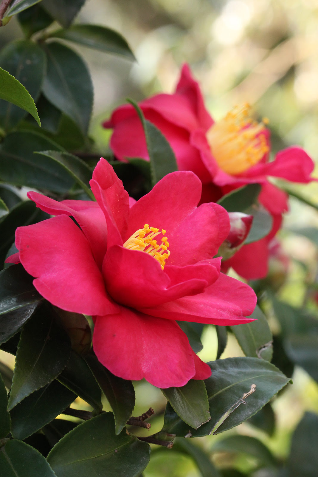 お花の写真集 ハルサザンカ 春山茶花
