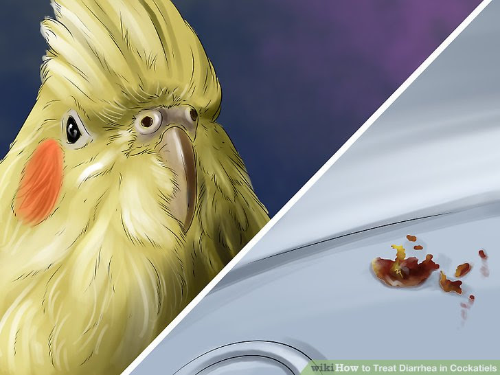 Treat Diarrhea in Cockatiels Step 3.jpg