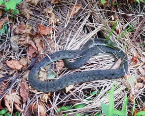 大西満の もっと釣りたい まむしにご用心