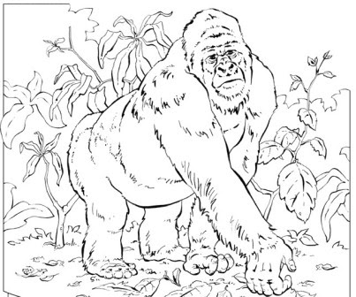 Dibujos De Gorilas Gorilapedia