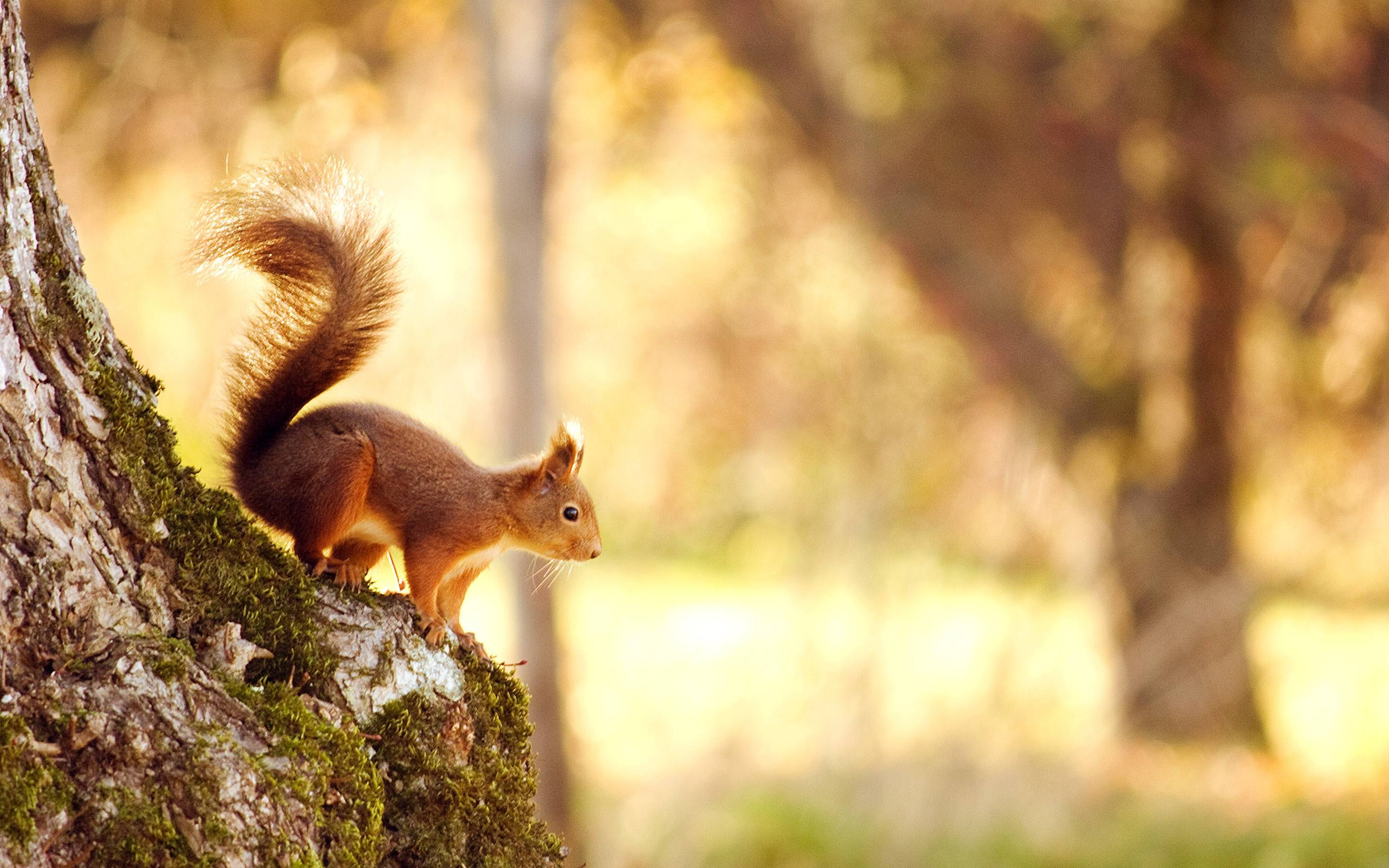 Squirrel Wallpapers Wallpaper Cave HD Wallpapers Download Free Map Images Wallpaper [wallpaper684.blogspot.com]