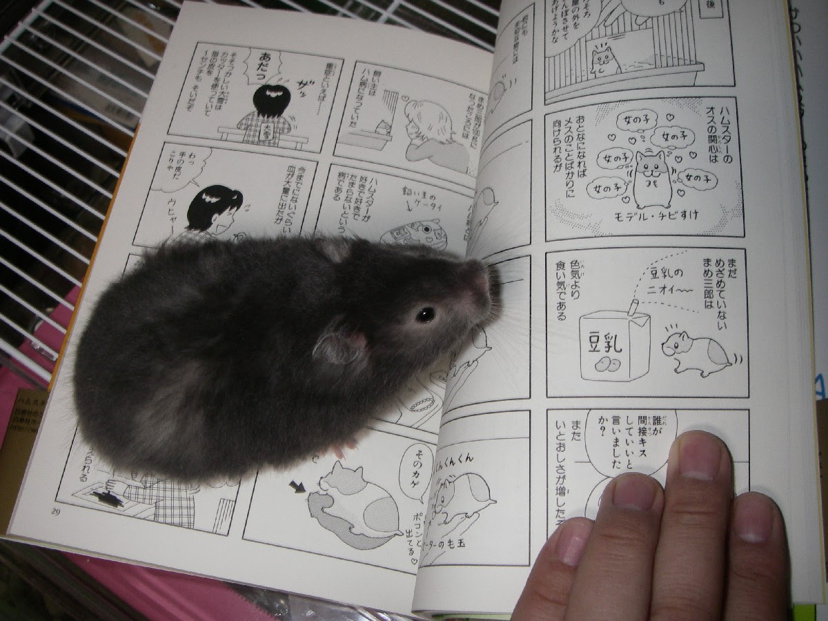 ねこすけのオキラク日記帳 ハム研 第８巻発売
