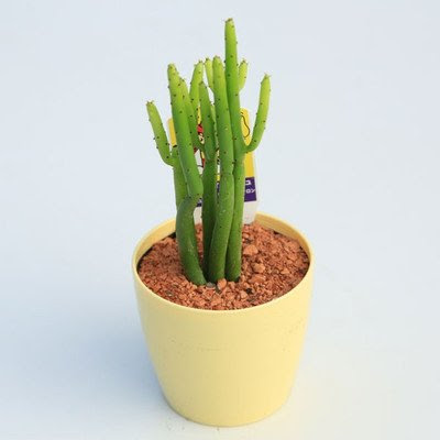 多肉植物 ユーフォルビア カウボーイブッシュ レウカレンドロン 5 5ｃｍ Lifterior ライフテリア