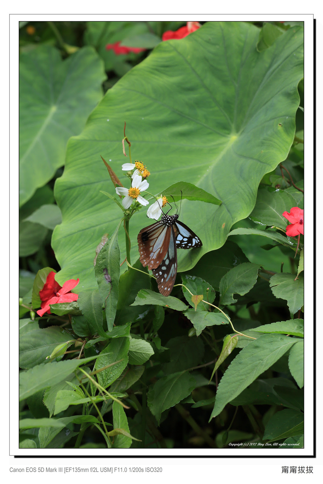 frame_BING0445