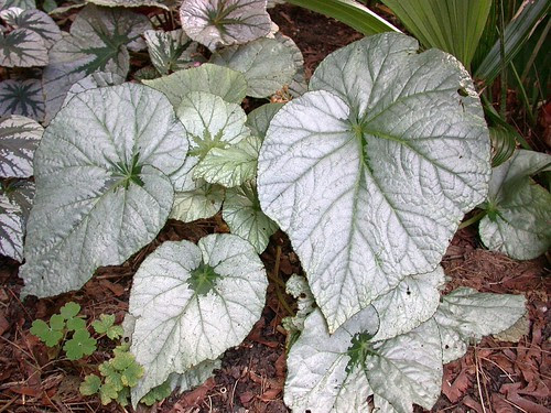 Begonia U489