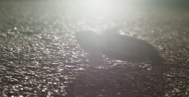 As a result many turtles are killed each night by traffic or simply die from exhaustion.