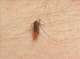 Mosquito Bite vs. Bed Bug Bite vs. Spider Bite | reComparison