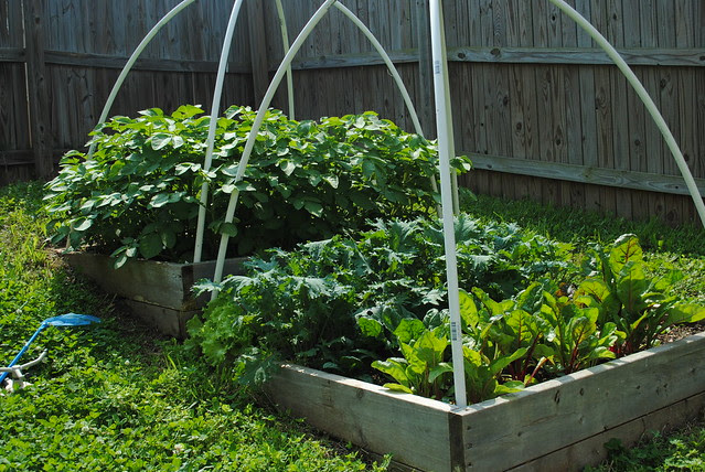 spring garden 2012