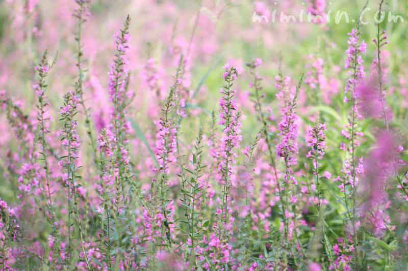 ミソハギ 禊萩 の花言葉 花の写真 お盆に供える花 盆花 みみみんブログ